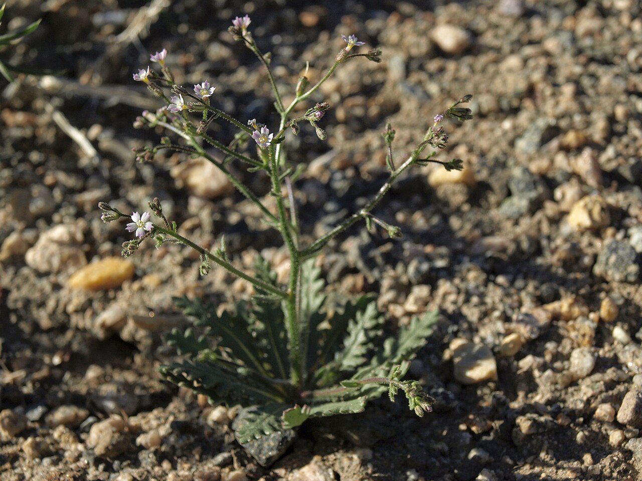 Sand gilia: sand gilia, Aliciella leptomeria, Nevada, White Mountains, Busher Creek, Fishlake Valley drainage, elevation 1617 m (5305 ft). This is a common and widespread d