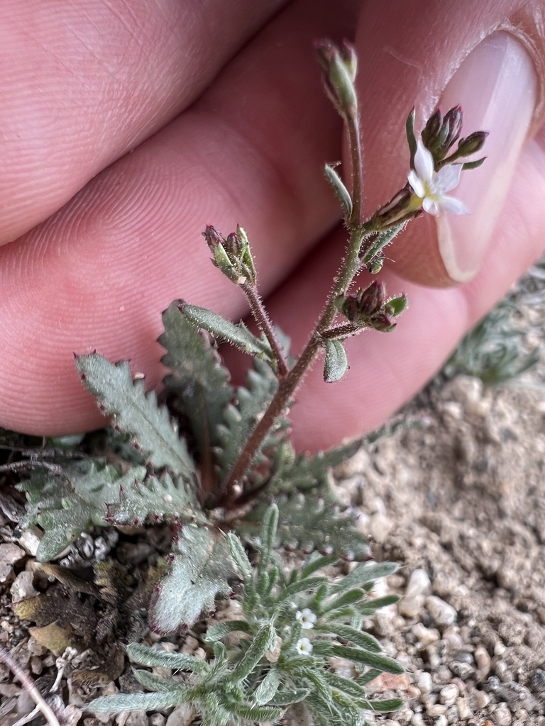 Sand gilia (Aliciella leptomeria)