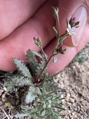 Sand gilia (Aliciella leptomeria)