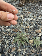 Sand gilia (Aliciella leptomeria)