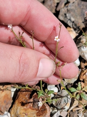 Sand gilia (Aliciella leptomeria)