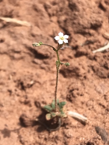Sand gilia (Aliciella leptomeria)