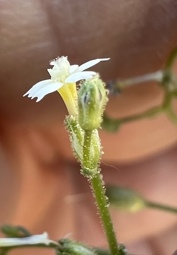Sand gilia (Aliciella leptomeria)