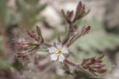 Sand gilia (Aliciella leptomeria)