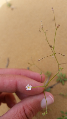 Sand gilia (Aliciella leptomeria)