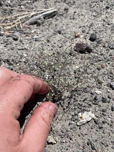 Dainty gilia (Aliciella micromeria)