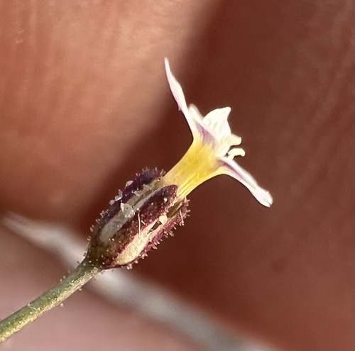 Dainty gilia (Aliciella micromeria)