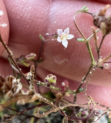 Dainty gilia (Aliciella micromeria)