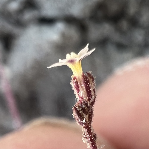 Dainty gilia (Aliciella micromeria)