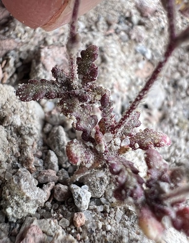 Dainty gilia (Aliciella micromeria)