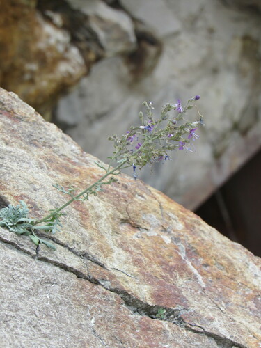 Sticky gilia (Aliciella pinnatifida)