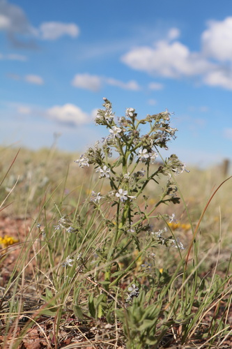 Sticky gilia (Aliciella pinnatifida)