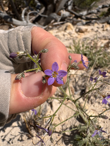 Sticky gilia (Aliciella pinnatifida)