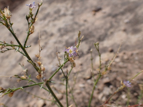 Sticky gilia (Aliciella pinnatifida)
