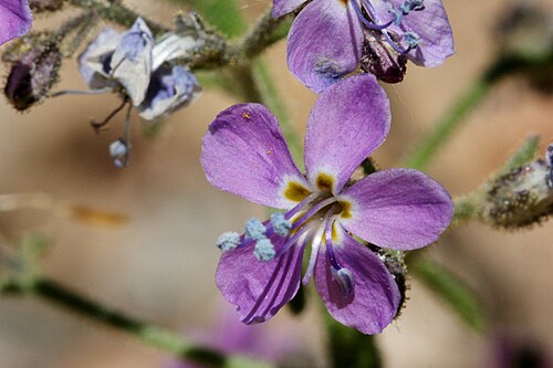 Sticky gilia: Aliciella pinnatifida , rocky knoll on the north side of Tomichi Creek between Gunnison and Parlin, 38.5269 -106.8156, Gunnison County, Colorado, 14 Jun 2008.