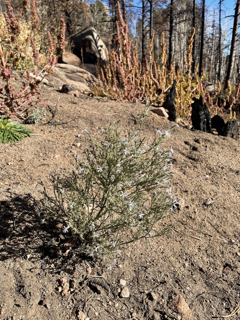 Sticky gilia (Aliciella pinnatifida)