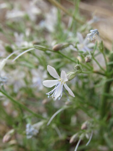 Sticky gilia (Aliciella pinnatifida)