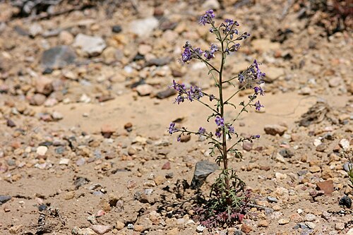 Sticky gilia: Aliciella pinnatifida , rocky knoll on the north side of Tomichi Creek between Gunnison and Parlin, 38.5269 -106.8156, Gunnison County, Colorado, 14 Jun 2008.