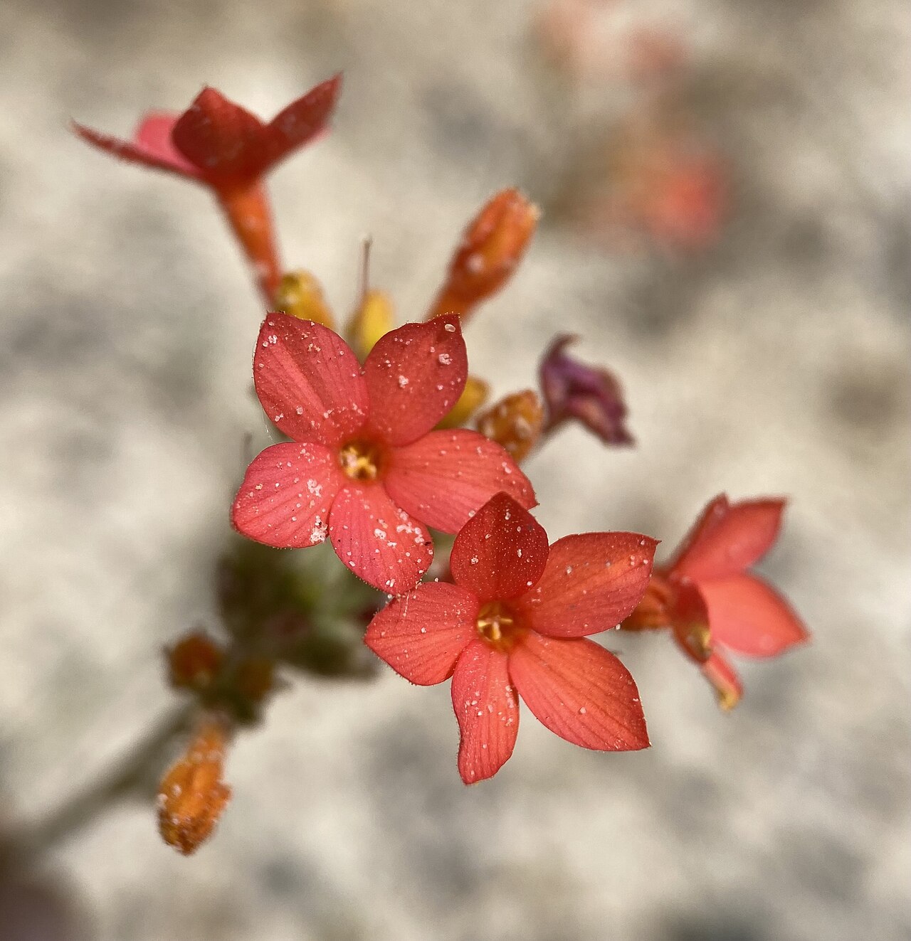 Coral gilia: coral gilia