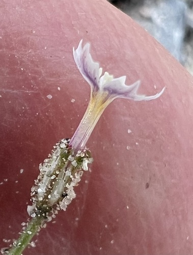 Coyote gilia (Aliciella triodon)