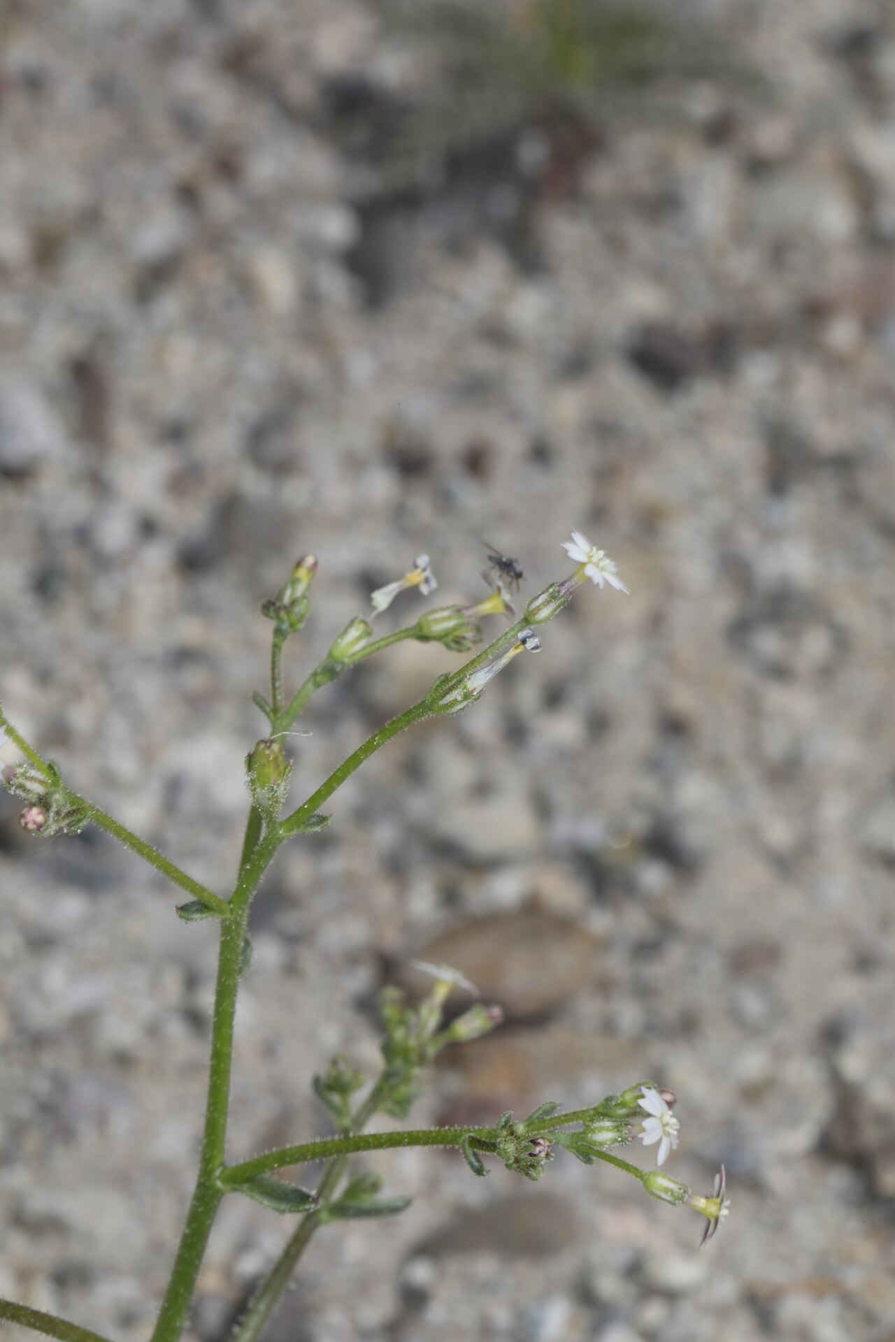 Coyote gilia: Aliciella triodon blooming in the Upper Owens Valley, Inyo County, California, US