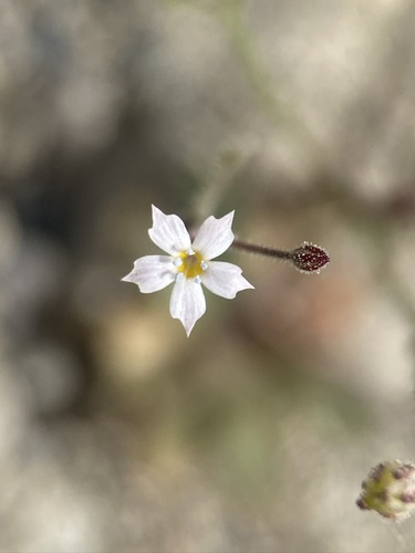 Coyote gilia (Aliciella triodon)