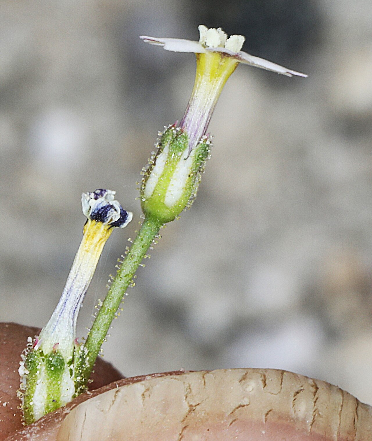 Coyote gilia: Aliciella triodon flower close up side view, Upper Owens Valley, Inyo County, California, US