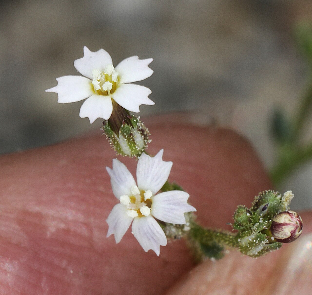 Coyote gilia: Aliciella triodon flower close up front view, Upper Owens Valley, Inyo County, California, US