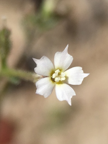 Coyote gilia (Aliciella triodon)