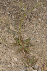 Coyote gilia (Aliciella triodon)