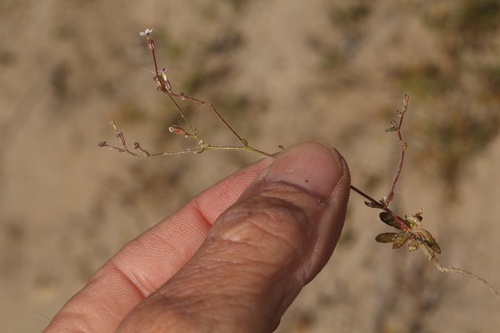 Coyote gilia (Aliciella triodon)