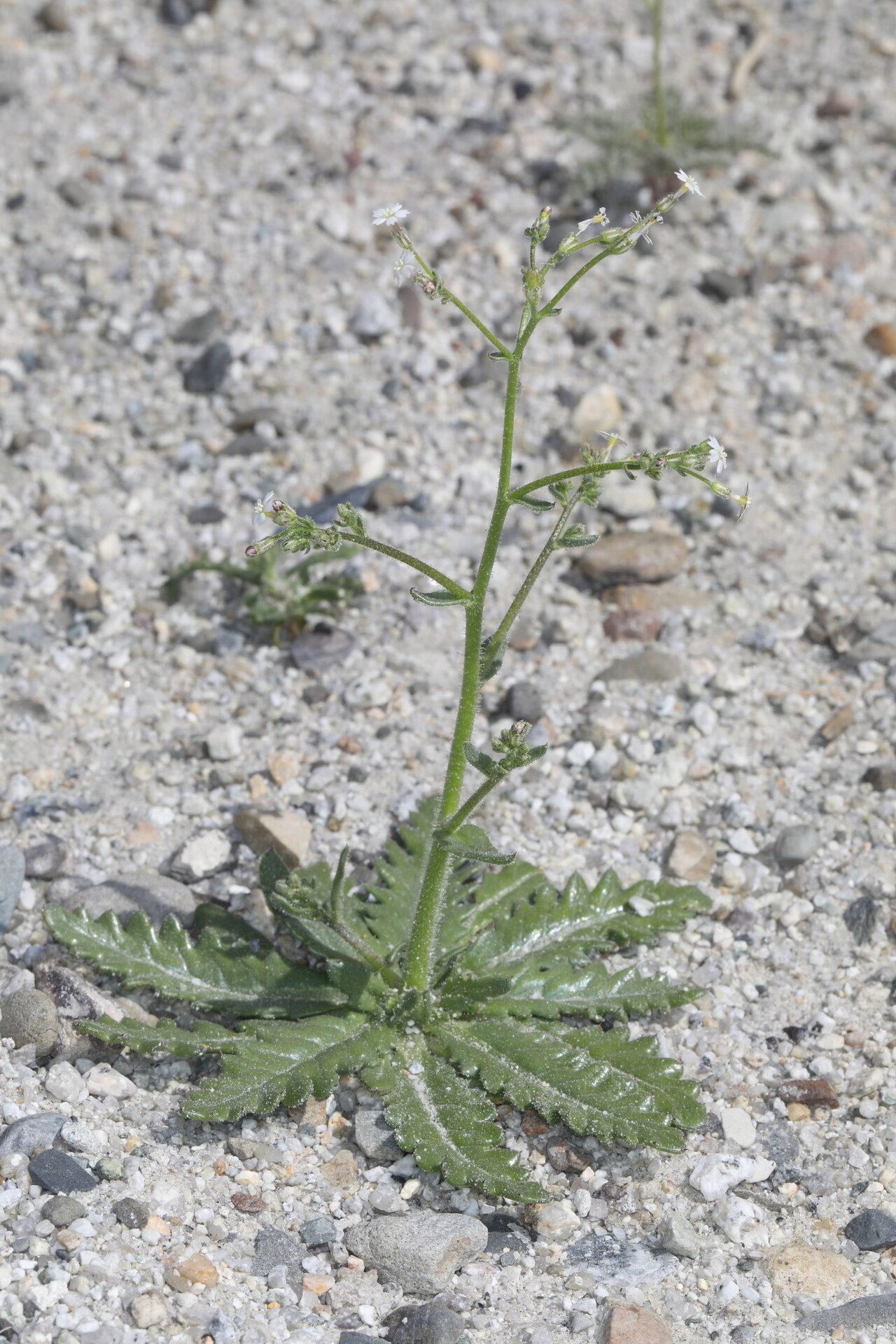 Coyote gilia: Aliciella triodon blooming in the Upper Owens Valley, Inyo County, California, US