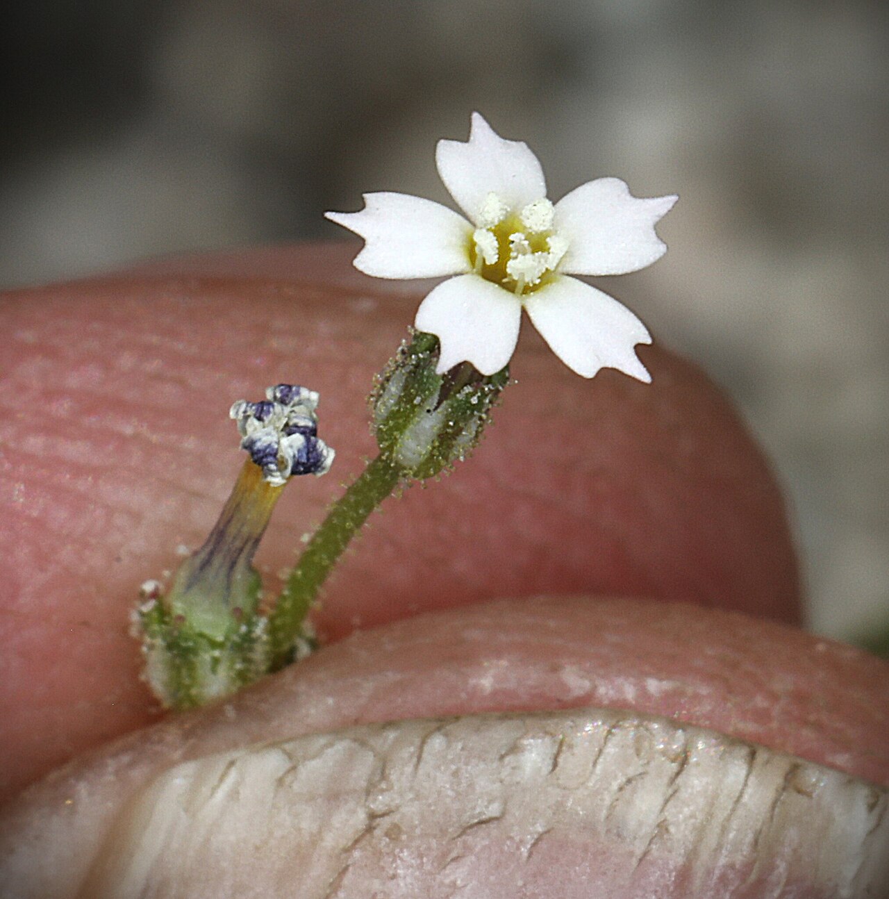Coyote gilia: Aliciella triodon flower close up front view, Upper Owens Valley, Inyo County, California, US