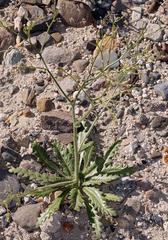 Coyote gilia (Aliciella triodon)