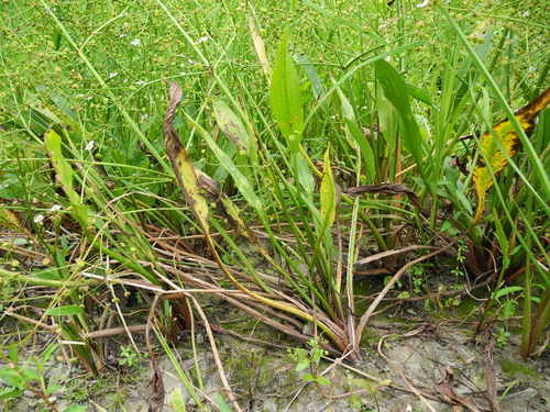 Lanceleaf water plantain (Alisma lanceolatum)