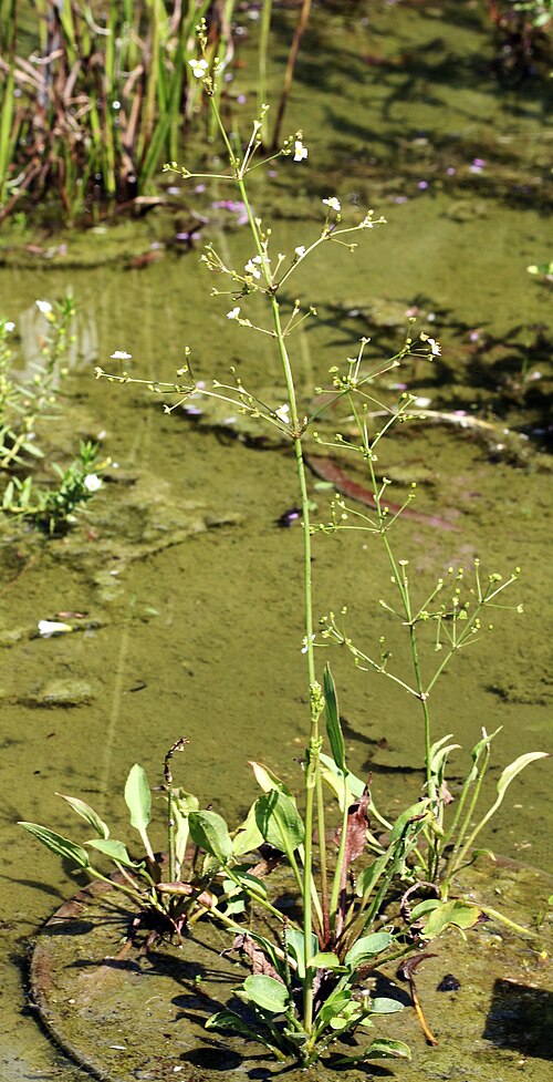 Lanceleaf water plantain: Water plant Alisma lanceolatum , ( Alisma lanceolatum ), whole plants from the Botanical Gardens of Charles University , Prague , Czech Republic