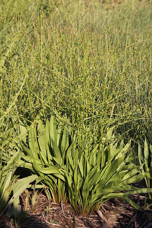 Lanceleaf water plantain: Alisma lanceolatum in rehovot vernal pool