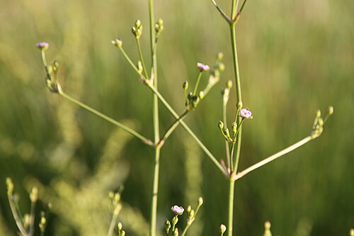 Lanceleaf water plantain: Alisma lanceolatum in rehovot vernal pool