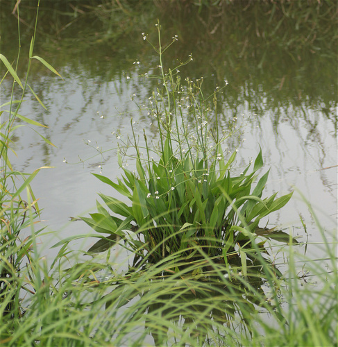 Lanceleaf water plantain (Alisma lanceolatum)