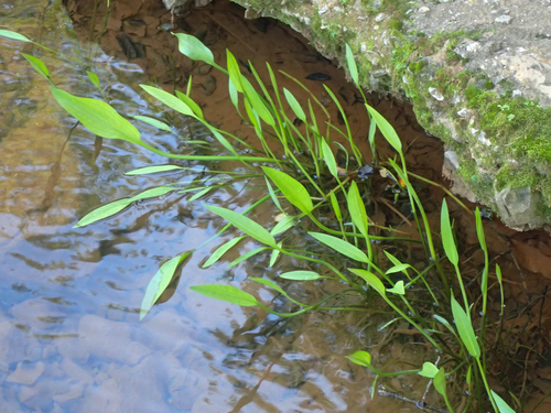 Lanceleaf water plantain (Alisma lanceolatum)
