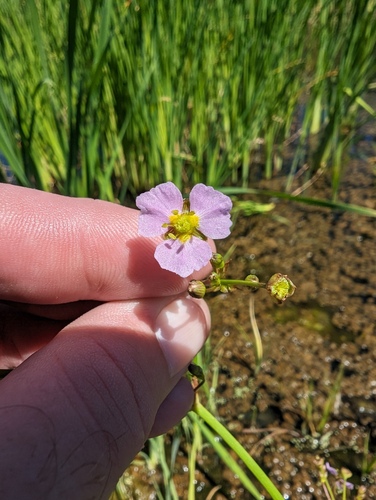 Lanceleaf water plantain (Alisma lanceolatum)