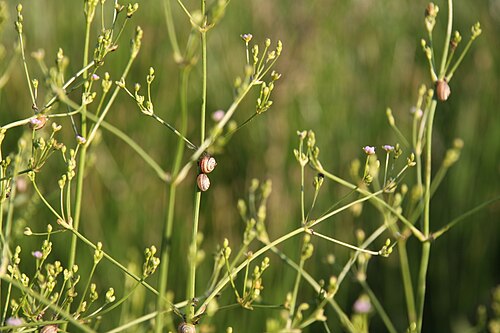 Lanceleaf water plantain: Alisma lanceolatum in rehovot vernal pool