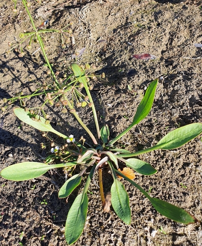 Lanceleaf water plantain (Alisma lanceolatum)
