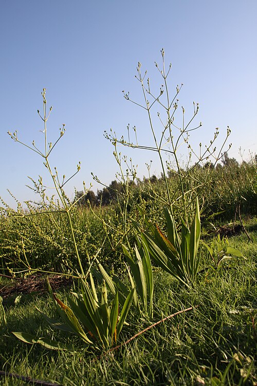 Lanceleaf water plantain: Alisma lanceolatum in rehovot vernal pool