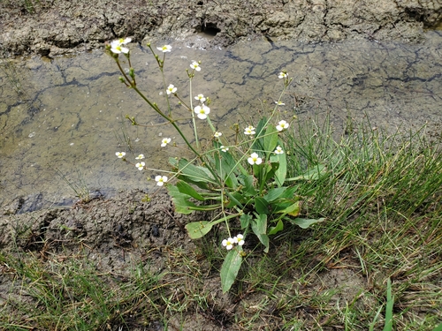 Lanceleaf water plantain (Alisma lanceolatum)