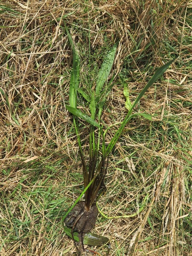 Lanceleaf water plantain (Alisma lanceolatum)