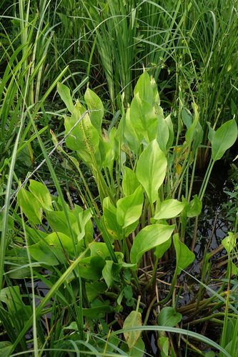 Common water-plantain (Alisma plantago-aquatica)