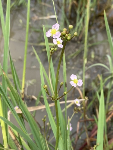Common water-plantain
