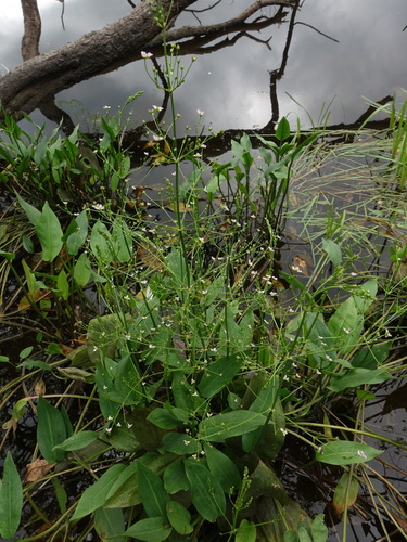 Common water-plantain (Alisma plantago-aquatica)