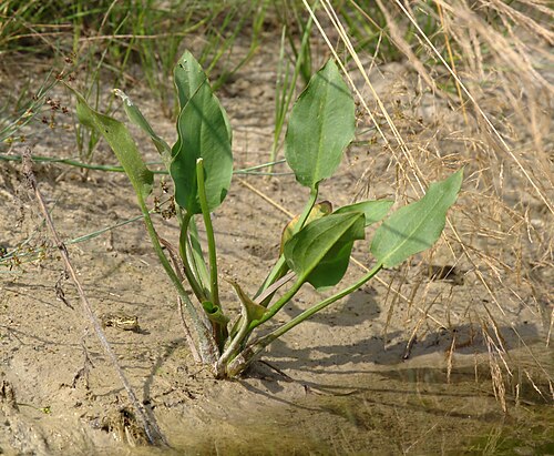Common water-plantain: Common Water-plantain ( Alisma plantago-aquatica ) in Germany